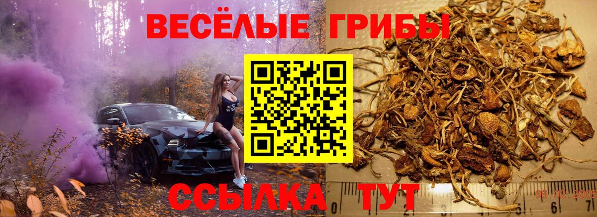 Камышин  Галлюциногенные грибы Psilocybe  купить  сайты  Вход с VPN 